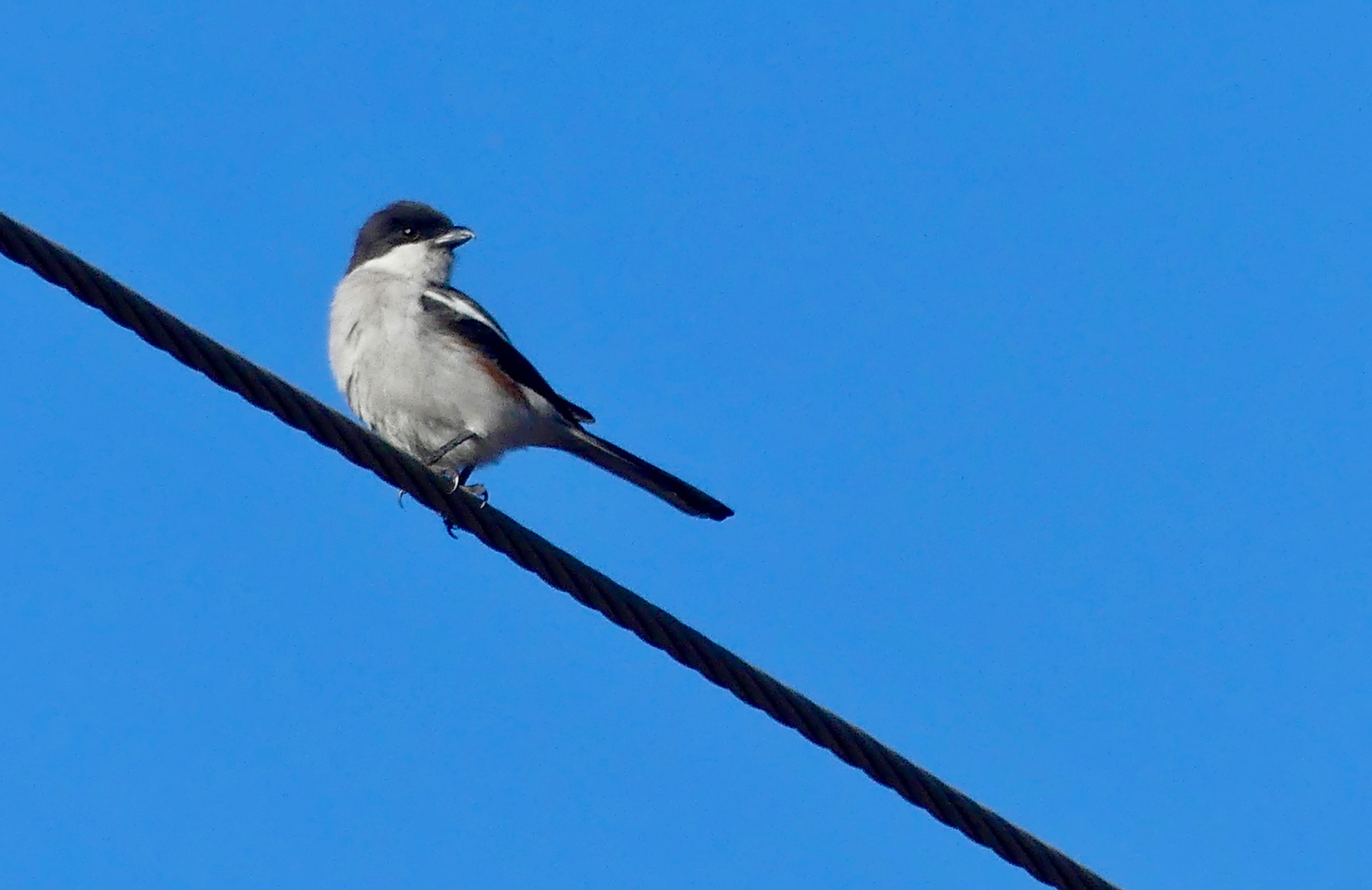 Common Fiscal (Shrike)
